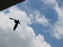 Hawk at IIMC