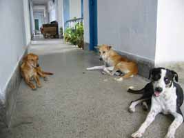 OH dogs