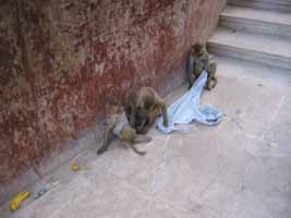 Monkeyss with clothes