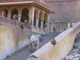 A cow on the Galta temple steps