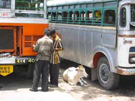 Buses