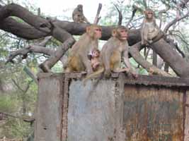 Hungry monkeys