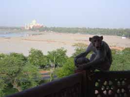 Monkey's View of the Taj