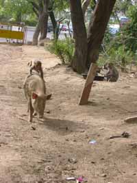 Monkey takes pig for a ride